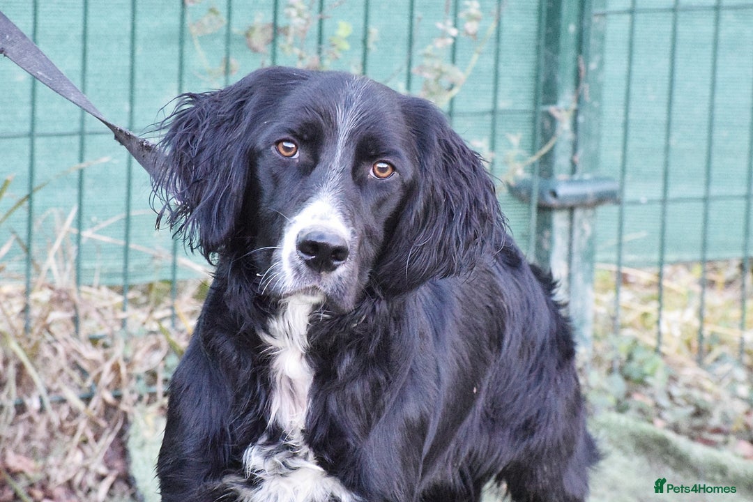 English Setter dogs for adoption: Marshall - Advert 5
