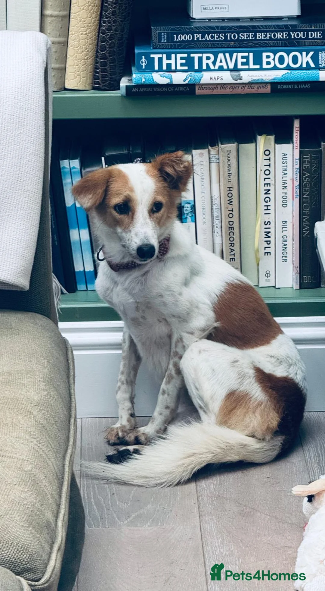 Mixed Breed dogs for sale: Orangina, 18 Months, London (Sri Lanka rescue) - Advert 6