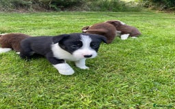 Border Collie dogs for sale: *BORDER COLLIE PUPPIES*⚫️⚪️🟤 - Image 11
