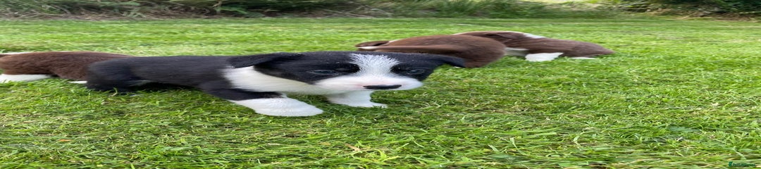 Border Collie Puppy 3