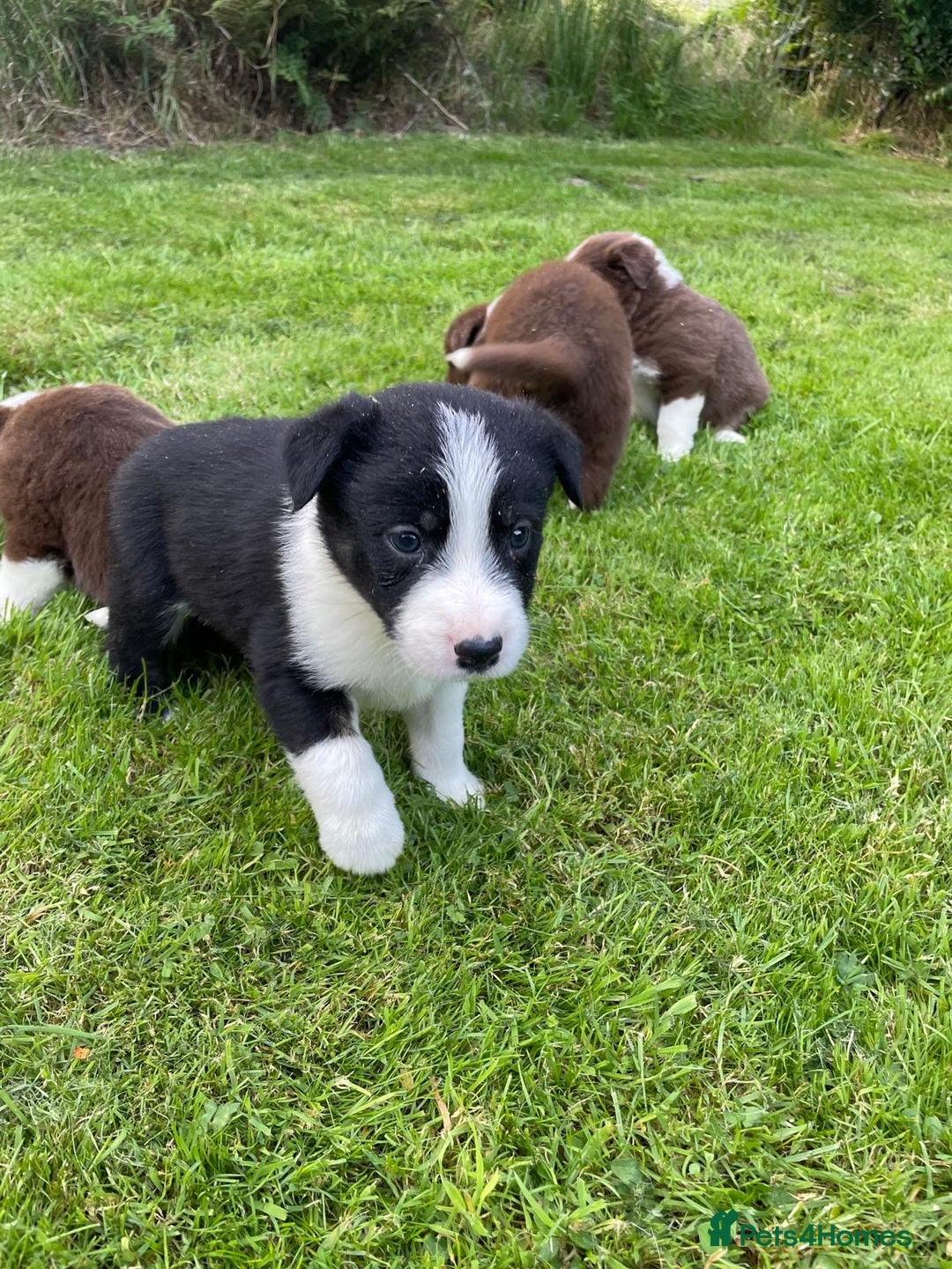 Border Collie dogs for sale: *BORDER COLLIE PUPPIES*⚫️⚪️🟤 - Image 11