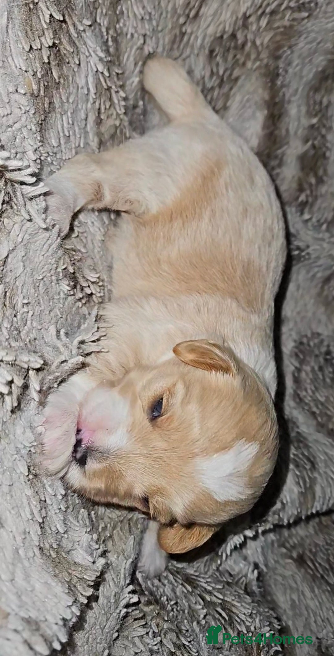 Mixed Breed dogs for sale: Beautiful Stunning Westiepoo Puppies - Advert 6