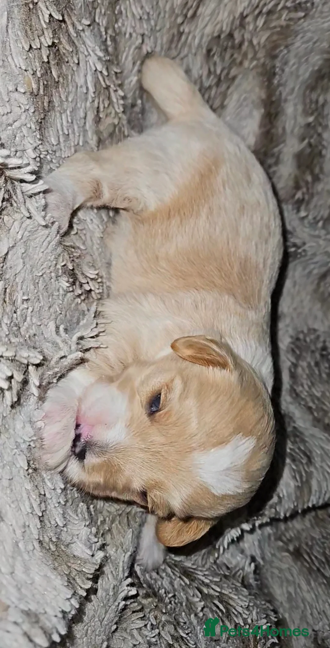 Mixed Breed dogs for sale: Beautiful Stunning Westiepoo Puppies - Advert 11