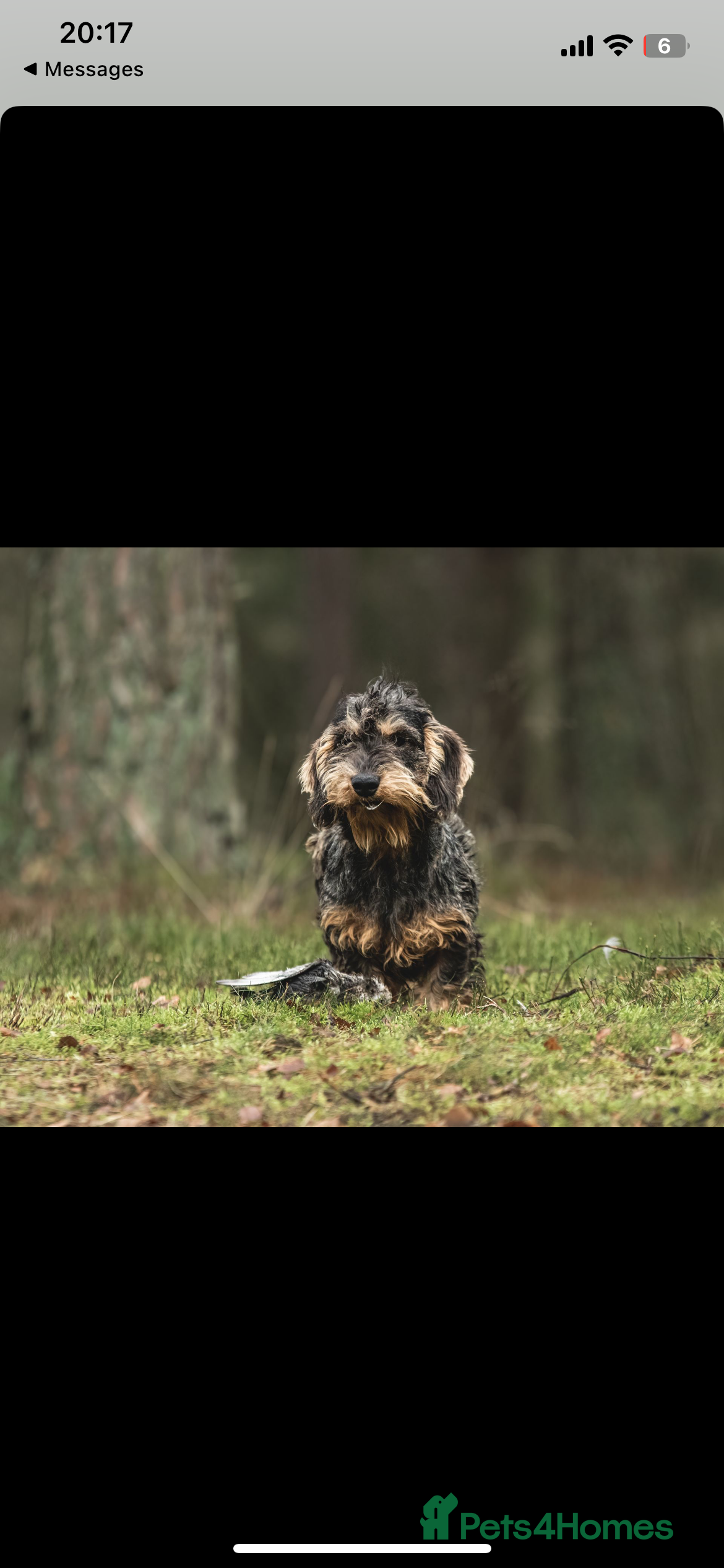 Dachshund dogs Stunning wire haired teckle stud dog  in Saltburn-by-the-Sea - Advert 7