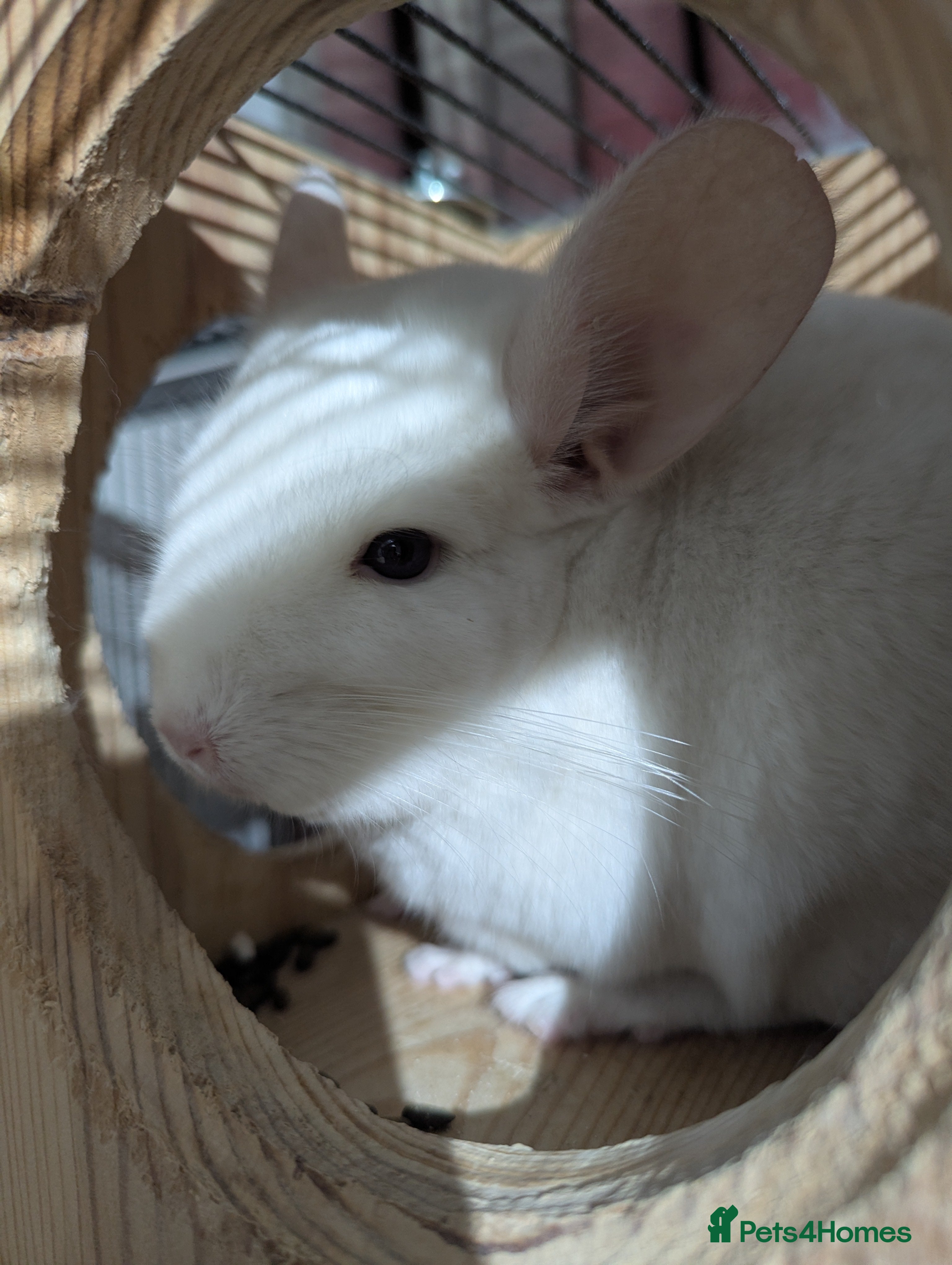 Chinchilla rodents Two male chinchillas and large cage  - Advert 1