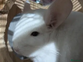 Chinchilla rodents Two male chinchillas and large cage - Advert 2