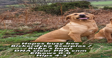Labrador Retriever dogs - Advert 4