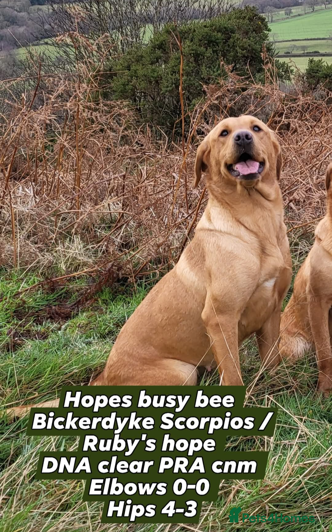 Labrador Retriever dogs for sale: Outstanding litter of working Labrador pups KC reg - Image 3