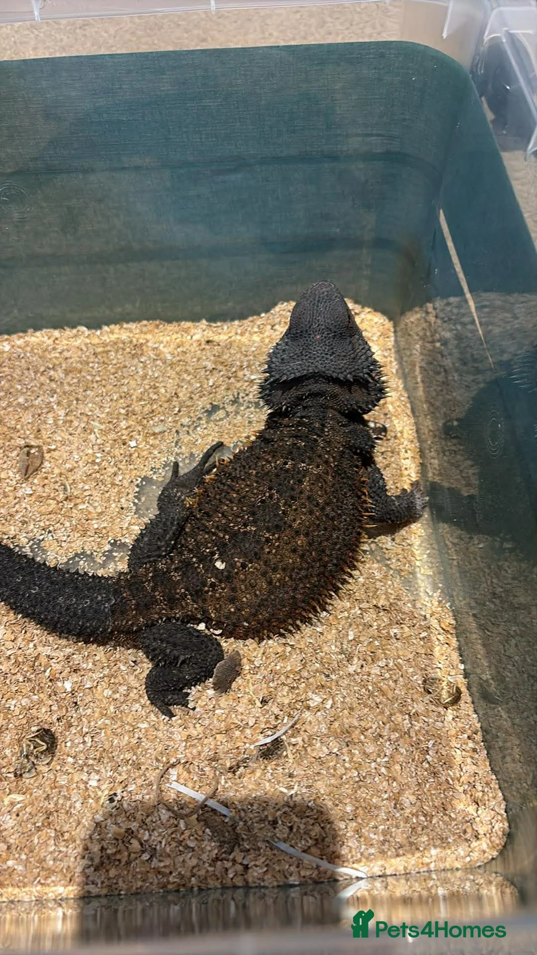 Bearded Dragon reptiles for sale: 'Red monster' bearded dragon - Advert 2
