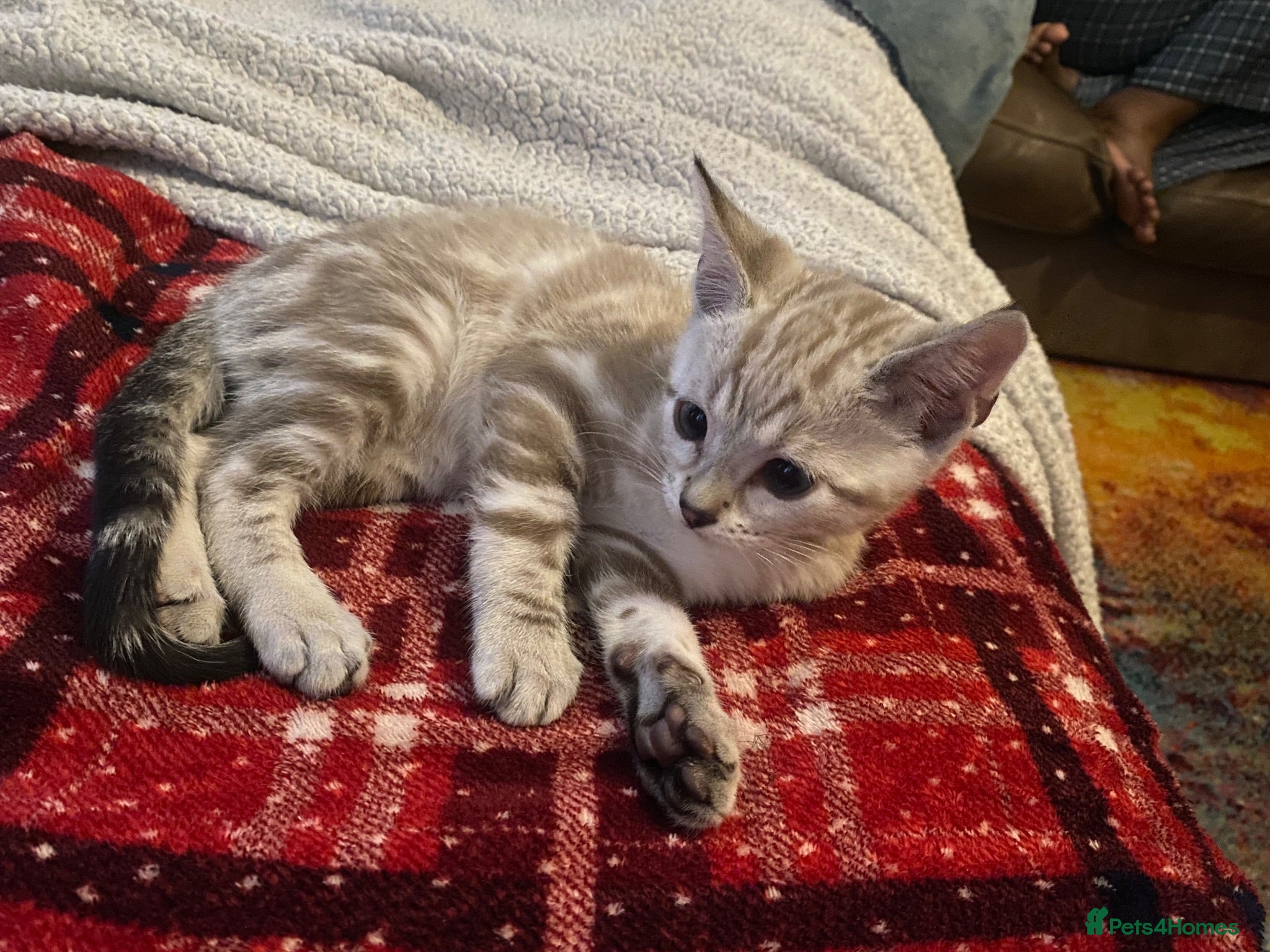 Bengal cats Snow White bengal✨ - Advert 11