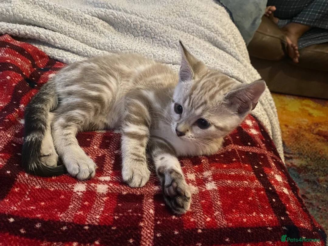 Bengal cats for sale: Snow White bengal✨ - Advert 2