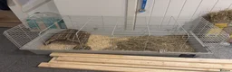 Guinea Pig rodents for sale: Bonded Male Brother Guinea Pigs - Advert 5