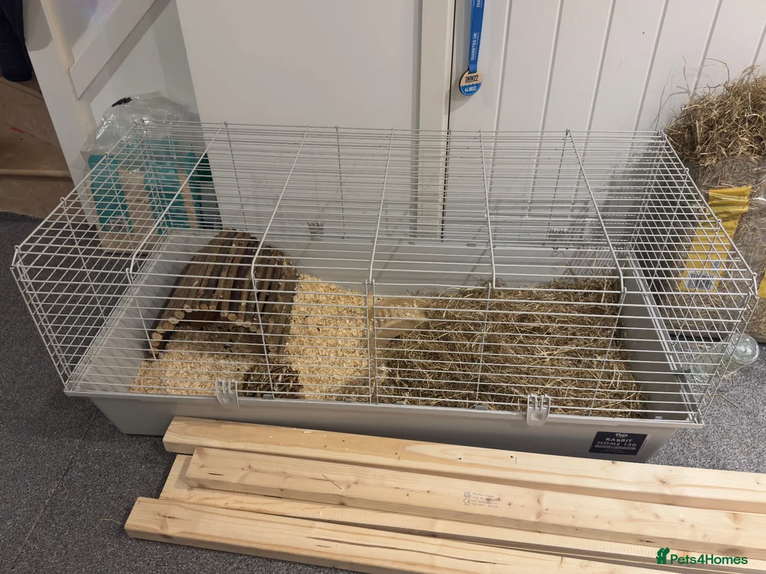 Guinea Pig rodents for sale: Bonded Male Brother Guinea Pigs - Advert 5