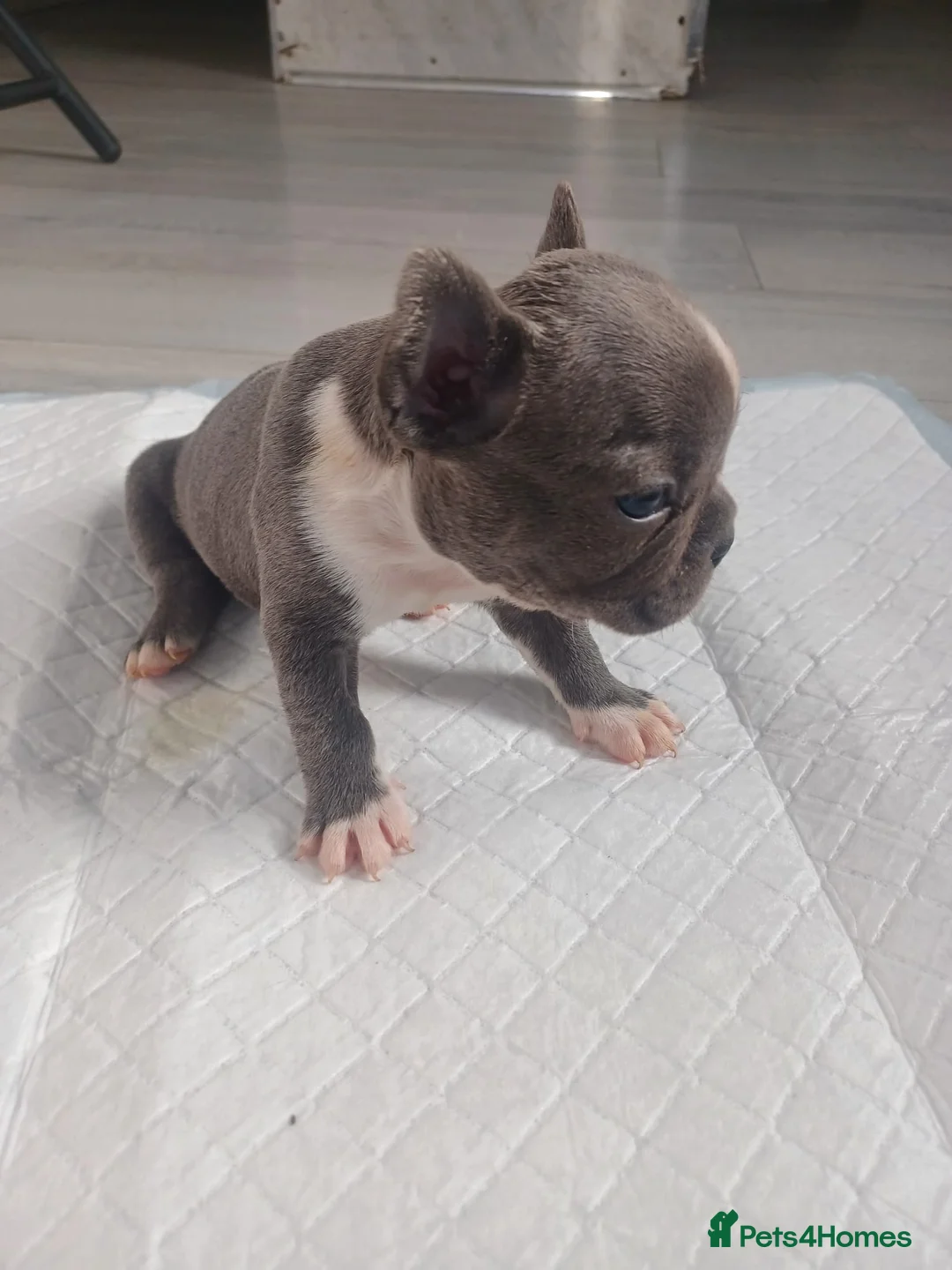 French Bulldog dogs for sale: Frenchis  - Advert 2
