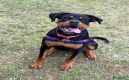 Rottweiler dogs for sale: Rottweiler puppy - Advert 3
