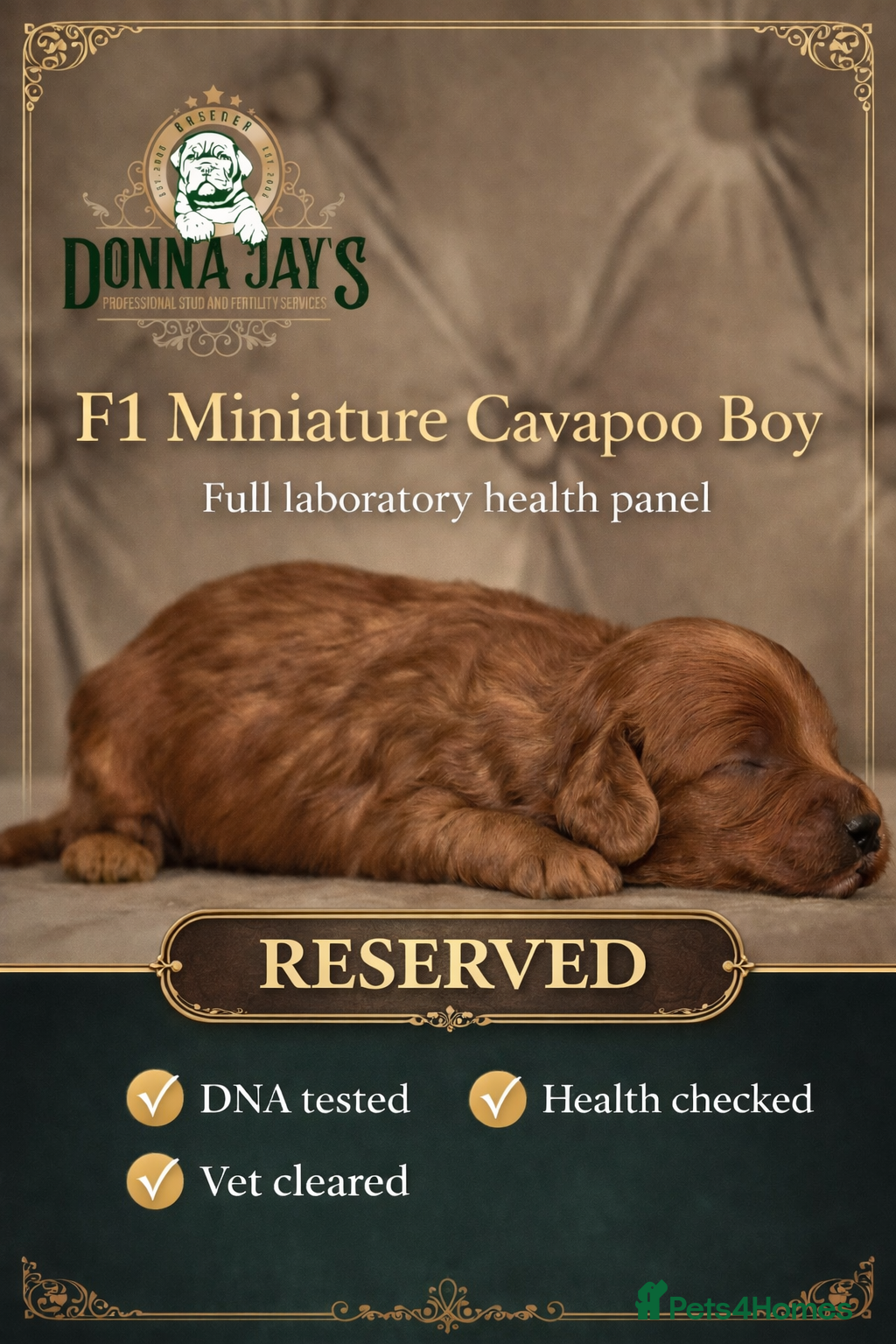 Cavapoo dogs Donna Jays Celebrity K9s only 1 deep red boy  - Advert 12