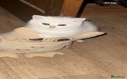 British Shorthair cats for sale: beautiful silver tipped BSH - Image 5