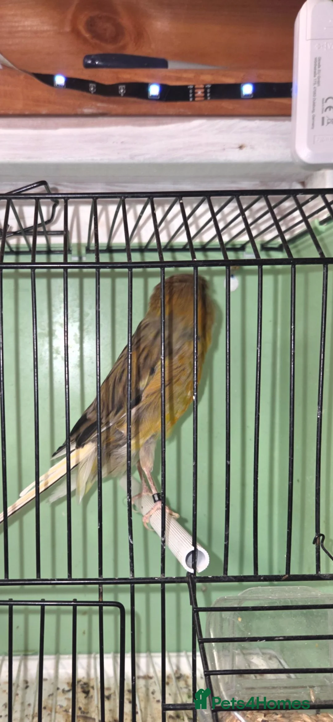 Canaries birds for sale: Yorkshire canaries  in Doncaster - Advert 5