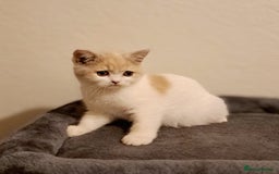 British Shorthair cats for sale: British Shorthair Fawn Tortie & White Female - Advert 7