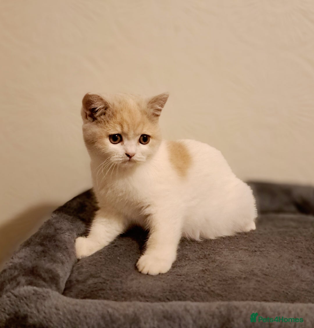British Shorthair cats for sale: British Shorthair Fawn Tortie & White Female - Advert 7
