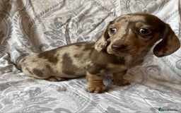 Miniature Dachshund dogs for sale: Beautiful little girl is READY To LEAVE! - Image 3