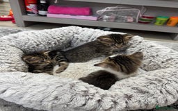Mixed Breed cats for sale: 2 Adorable Boy Kittens for sale - Image 2