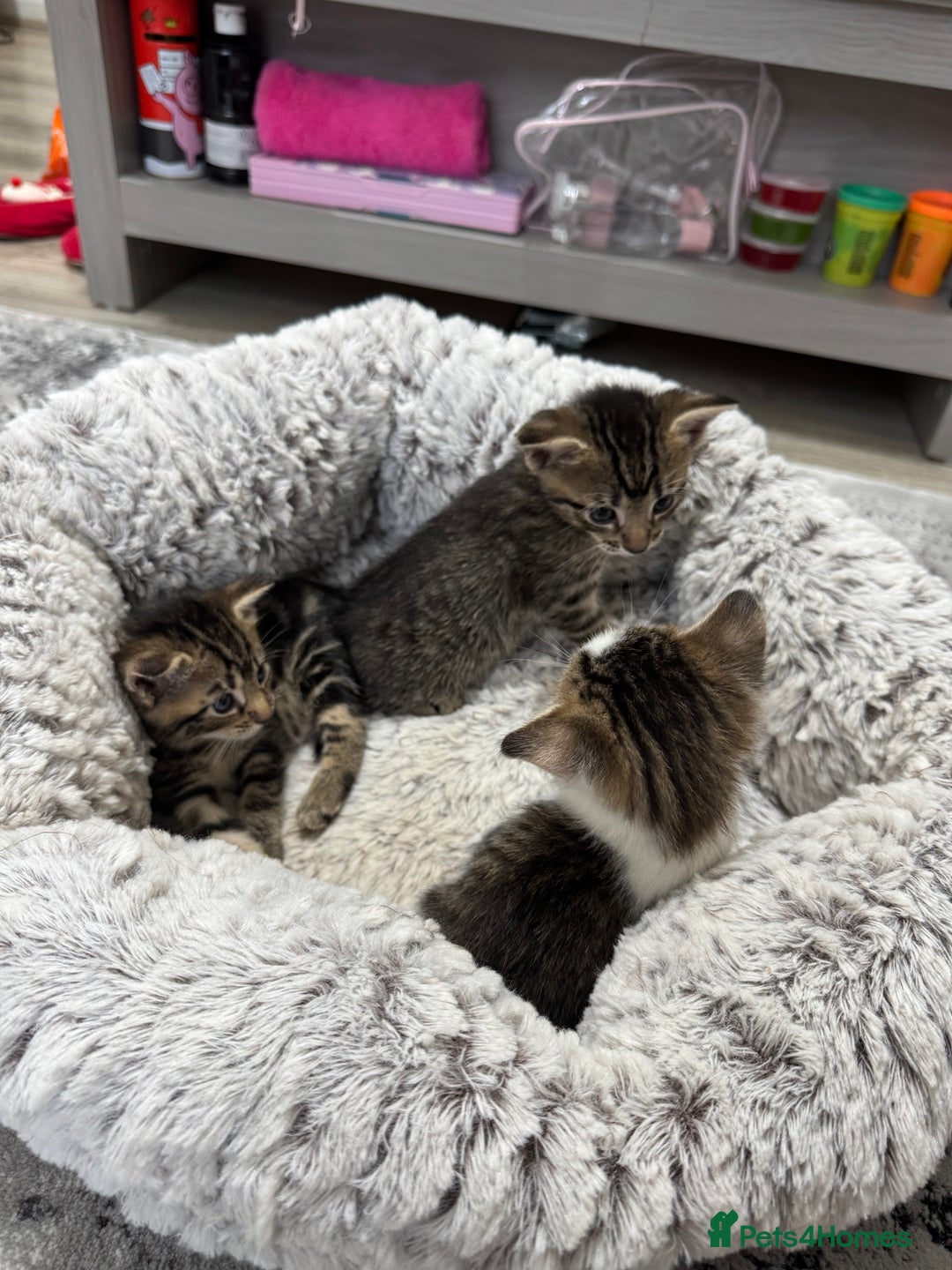 Mixed Breed cats for sale: 2 Adorable Boy Kittens for sale - Image 2