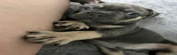 Mixed Breed dogs for sale: French Bulldog Mix Boys – Blue Eyes - Advert 2