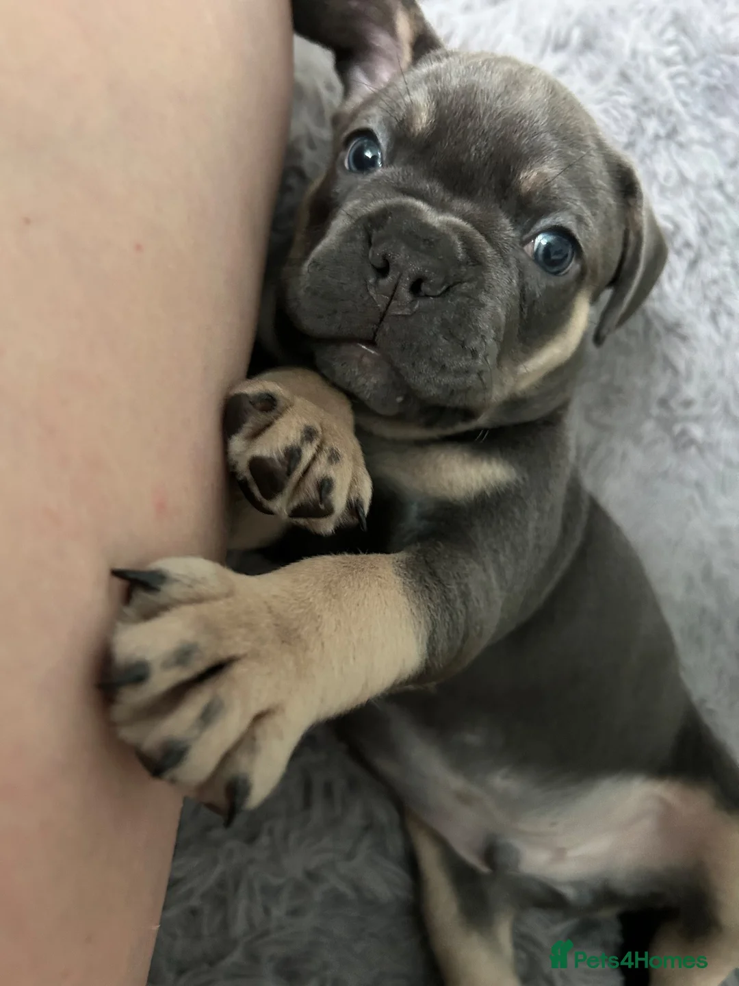 Mixed Breed dogs for sale: French Bulldog Mix Boys – Blue Eyes - Advert 2