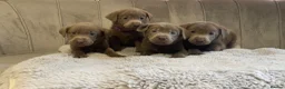 Labrador Retriever dogs for sale: Stunning silver Labradors ready now  - Advert 24