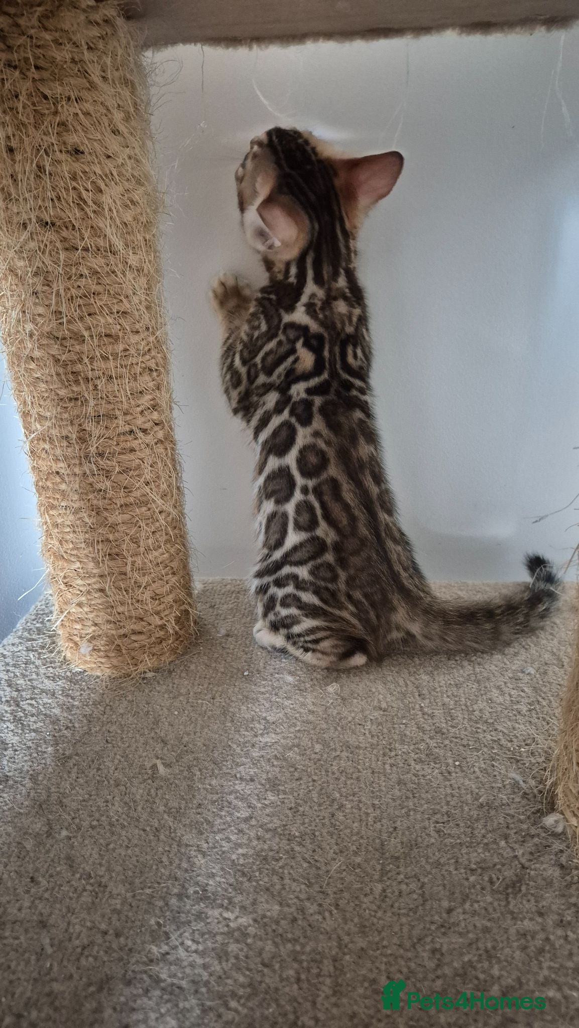 Bengal cats Pure Bred Bengal Kittens - Advert 2