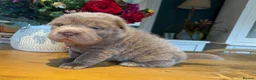 Shar Pei dogs for sale: Bear Coat Shar Pei puppies - Advert 3