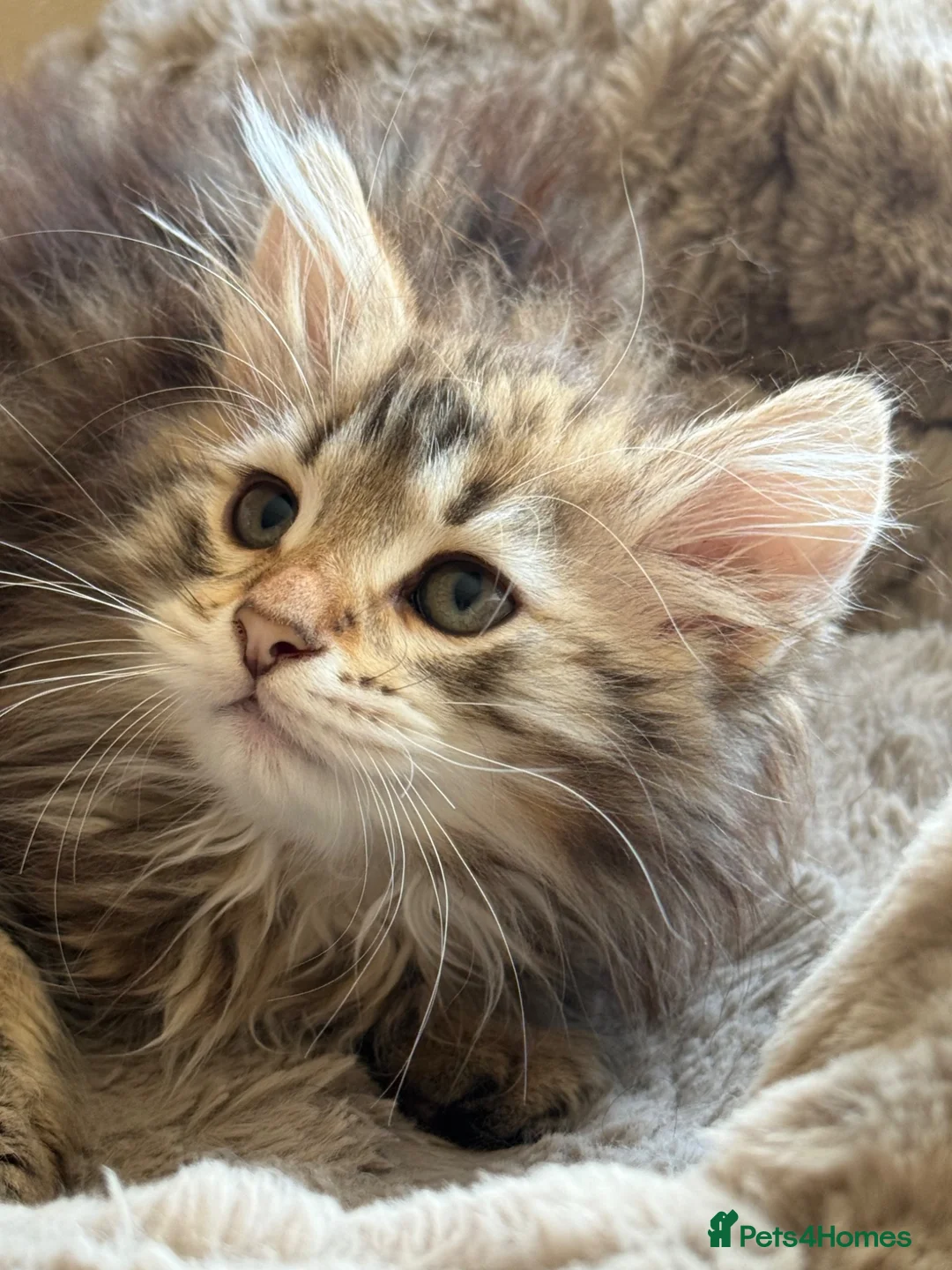 Siberian cats for sale: TICA registered traditional siberian - Advert 1