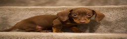 Dachshund dogs for sale: Male dautchund puppy  - Advert 3