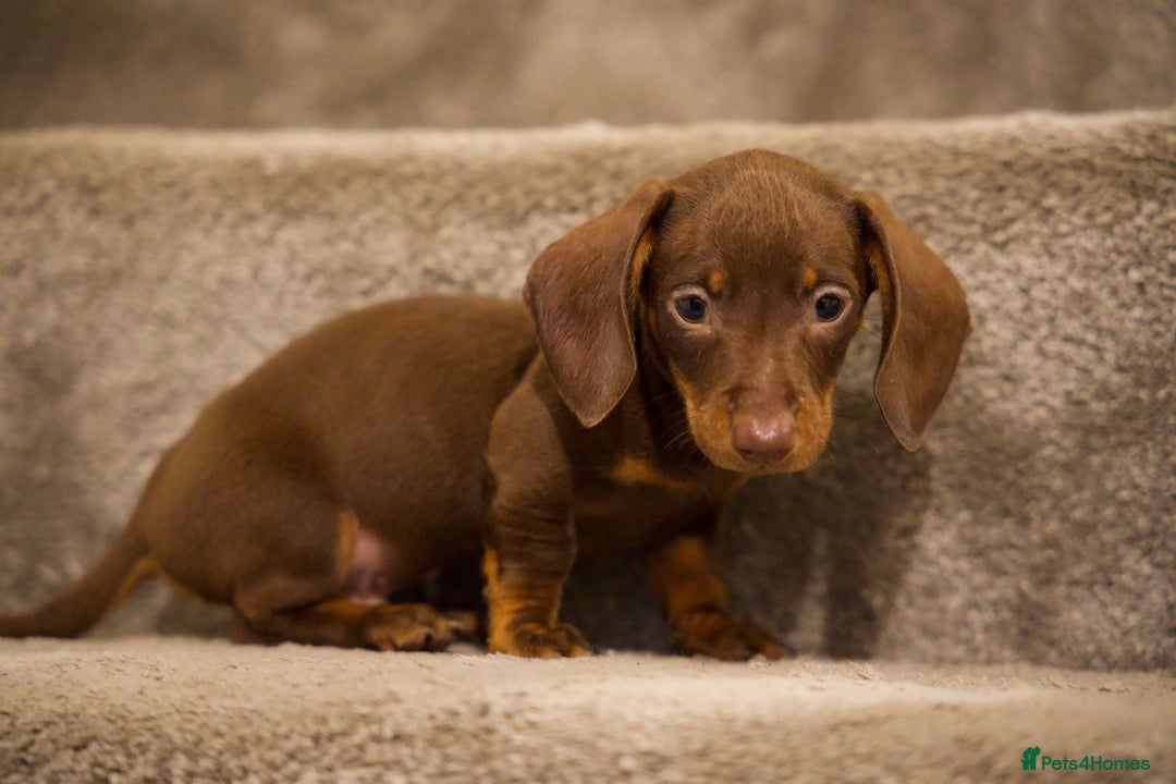 Dachshund dogs for sale: Male dautchund puppy  - Advert 3