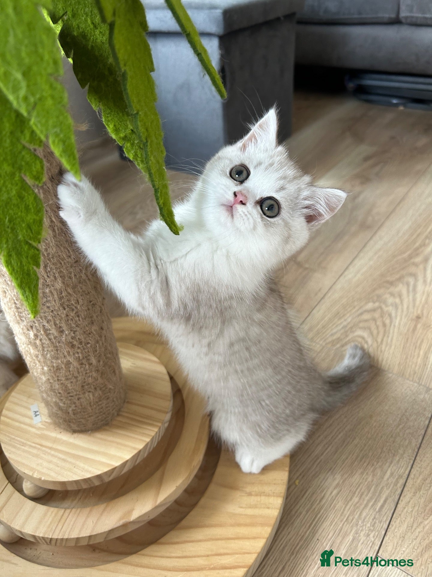 British Shorthair cats Beautiful BSH Males  - Advert 1