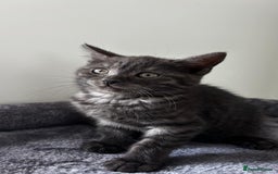 British Shorthair cats for sale: 4 lovely kittens looking for a nice home - Image 2