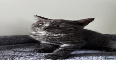 British Shorthair cats - Advert 11