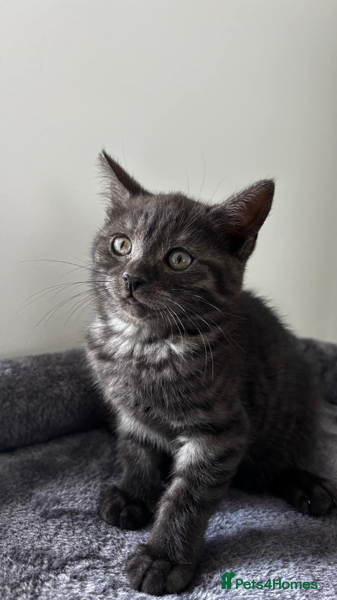 British Shorthair cats for sale: 4 lovely kittens looking for a nice home - Image 2