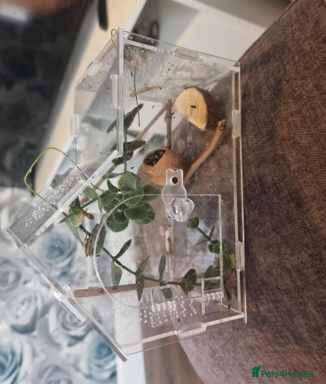 Gecko reptiles Mourning gecko  - Advert 1