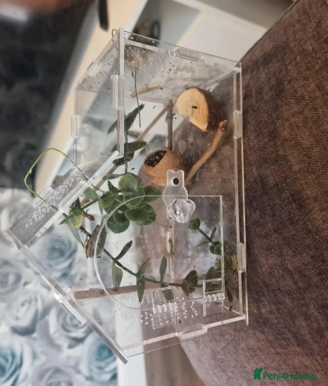 Gecko reptiles for sale: Mourning gecko  - Advert 1