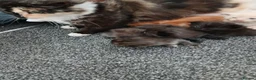 Mixed Breed cats for sale: Mixed Kittens - Advert 1