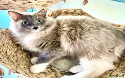 Ragdoll cats for sale: Rare Blue Sepia Ragdoll Girl, 14 months old - Image 2
