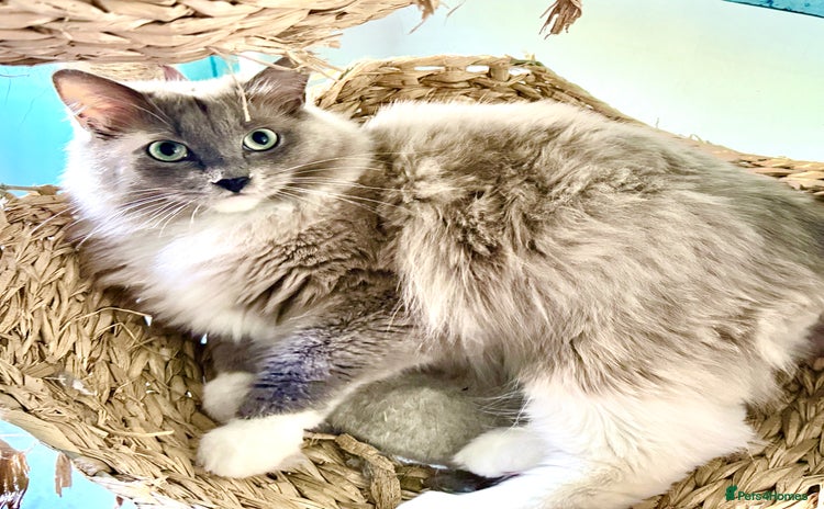 Ragdoll cats - Advert 3