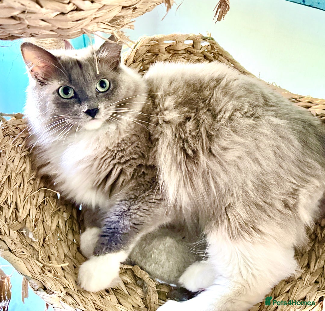 Ragdoll cats for sale: Rare Blue Sepia Ragdoll Girl, 14 months old - Image 2