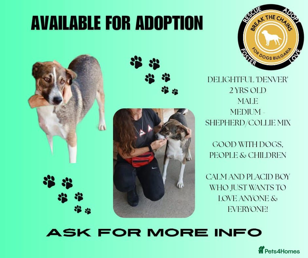 Mixed Breed dogs for adoption: Denver, 2 yrs approx. Available for adoption. - Image 3