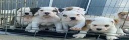 Alapaha Blue Blood Bulldog dogs for sale: Stunning Male IABBR Alapaha puppies - Advert 17