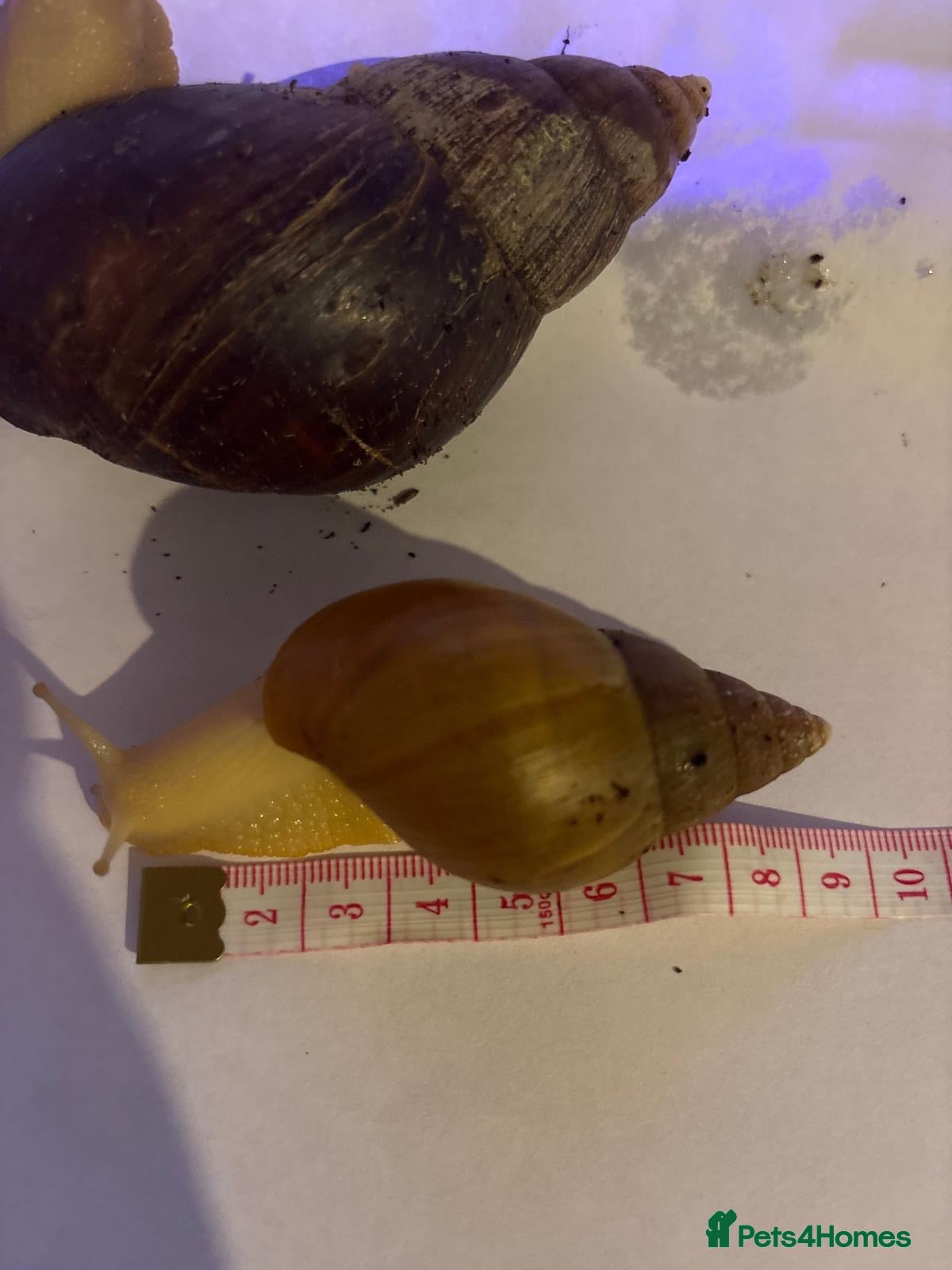 Snails invertebrates Giant African Snail Albino and normal - Advert 13