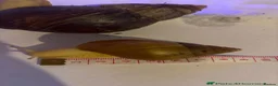 Snails invertebrates for sale: Giant African Snail Albino and normal - Advert 1