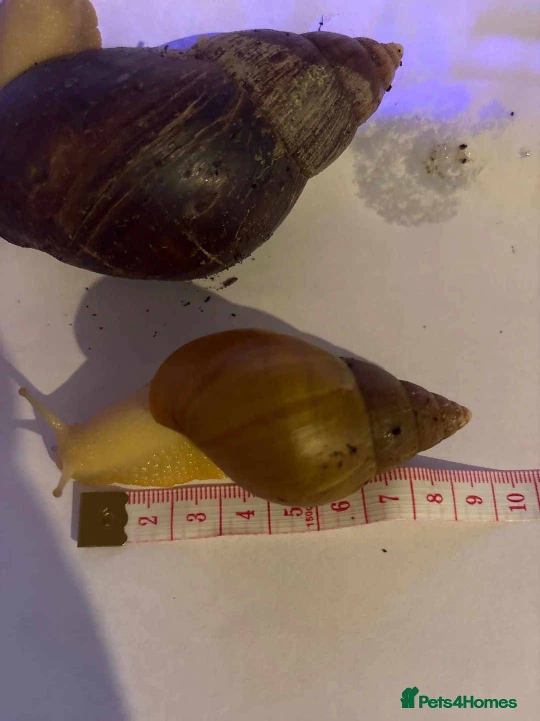 Snails invertebrates for sale: Giant African Snail Albino and normal - Advert 1